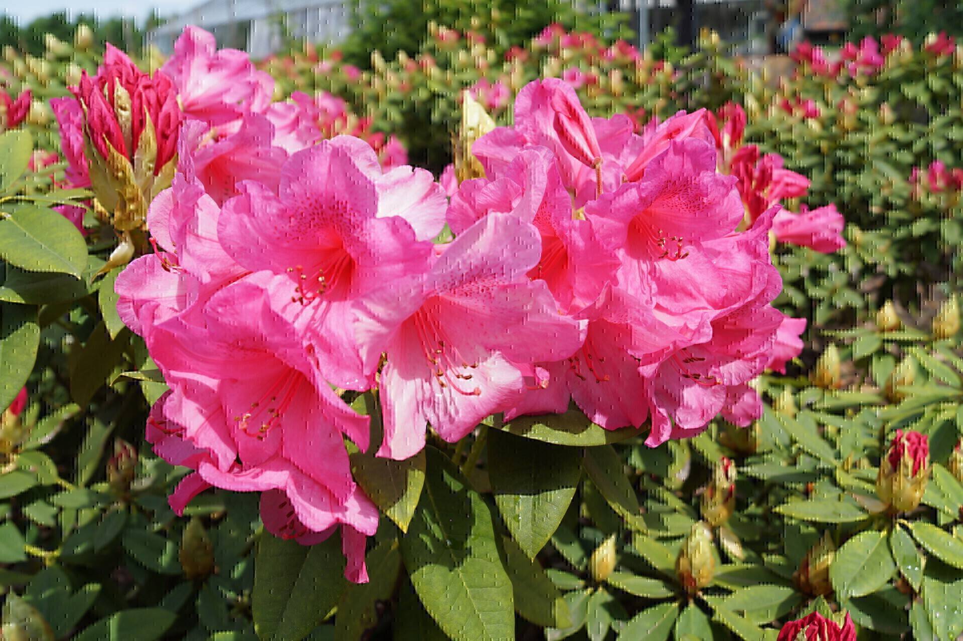 Rhododendron Anna Rose Whitney_01